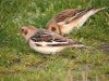 Snow Bunting at Shoebury Coastguards (Steve Arlow) (161519 bytes)